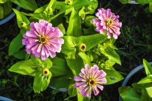 perfecte gelegenheid groen paars lila roze