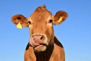 veterinaire handschoenen dieren