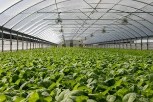 Tuinbouw